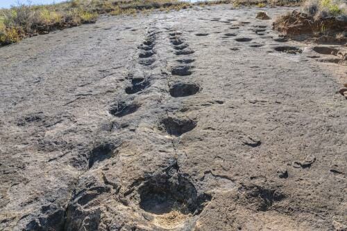 09 Sauropod footprints trackway small